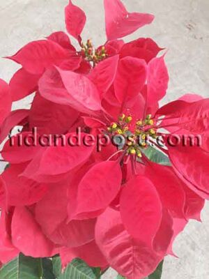  - EUPHORBİA PULCHERRİMA (Atatürk Çiçeği-Poinsettia) BİTKİSİ