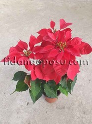 EUPHORBİA PULCHERRİMA (Atatürk Çiçeği-Poinsettia) BİTKİSİ - 2