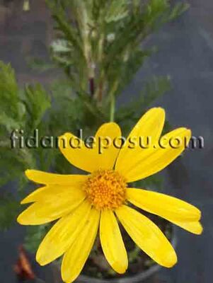 EURYOPS PECTINATUS (Sarı papatya) BİTKİSİ - 