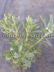 EURYOPS PECTINATUS (Sarı papatya) BİTKİSİ - 2