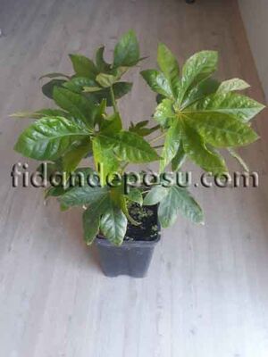 FATSIA JAPONICA (Japon aralyası,Japon çınarı) - 