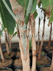 FECİR MANGO FİDANI - 2
