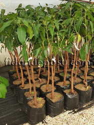 FECİR MANGO FİDANI - 3
