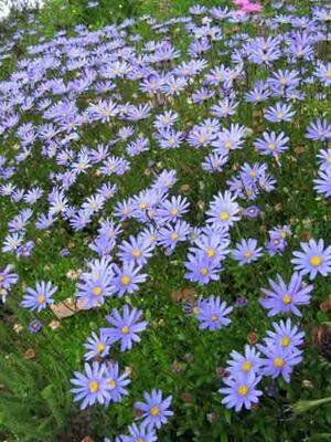 FELICIA AMELLOIDES (Mavi şifa otu) BİTKİSİ - 