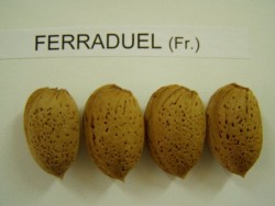 FERRADUEL BADEM FİDANI - 2
