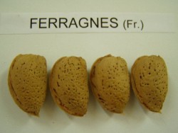 FERRAGNES BADEM FİDANI - 2