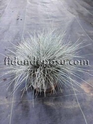 FESTUCA OVINA 'GLAUCA'(Mavi çim) - 3