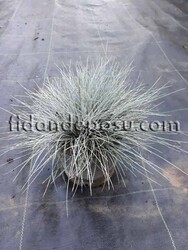 FESTUCA OVINA 'GLAUCA'(Mavi çim) - Thumbnail