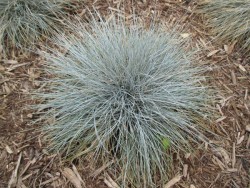 FESTUCA OVINA 'GLAUCA'(Mavi çim) - Thumbnail