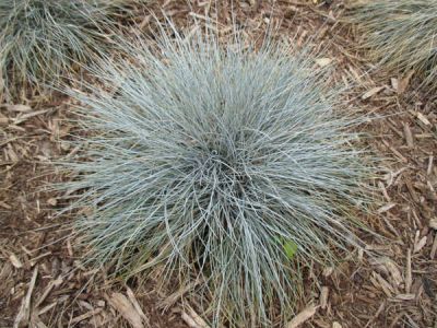  - FESTUCA OVINA 'GLAUCA'(Mavi çim)