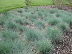 FESTUCA OVINA 'GLAUCA'(Mavi çim) - 2