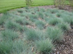 FESTUCA OVINA 'GLAUCA'(Mavi çim) - Thumbnail