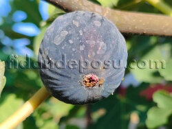 FETHİYE KAYA 5 İNCİR FİDANI - 