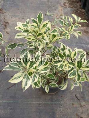 FICUS BENJAMİNA STARLİGHT (Alacalı benjamin) BİTKİSİ - 