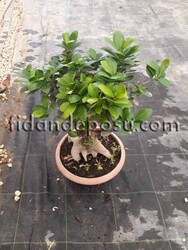 FİCUS GİNGSEY BONSAİ BİTKİSİ - 1