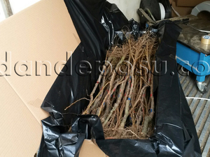 Fidan Paketleme