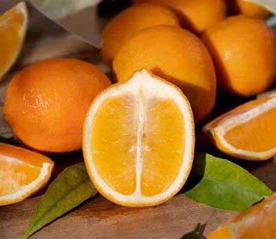 FİNİKE KIRMIZI LİMON FİDANI - 
