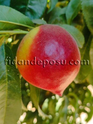 FİRE TOP NEKTARİN FİDANI - 