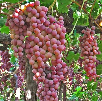 FLAME SEEDLESS ASMA FİDANI - 