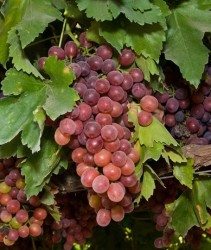 FLAME SEEDLESS ASMA FİDANI - 2