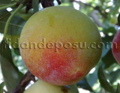 FORMOSA ERİK FİDANI - 