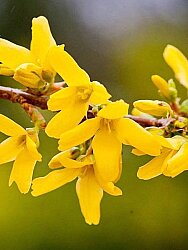 FORSYTHIA INTERMEDIA(Altınçanak) BİTKİSİ - 