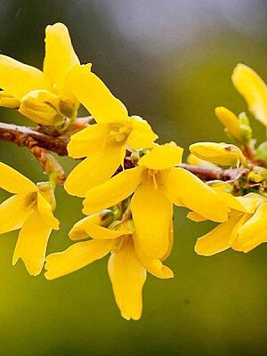 FORSYTHIA INTERMEDIA(Altınçanak) BİTKİSİ - 