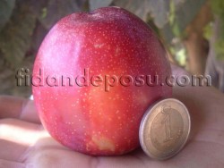 FORTUNE ERİK FİDANI - 1