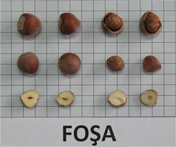 FOŞA FINDIK FİDANI - 1