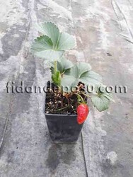 FRAGARİA 'ELAN' ÇİLEK FİDESİ - 4