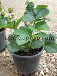 FRAGARİA 'ELAN' ÇİLEK FİDESİ - 2