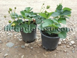 FRAGARİA 'ELAN' ÇİLEK FİDESİ - 3