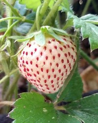 FRAGARİA 'PİNEBERRY'BEYAZ ÇİLEK FİDESİ - 