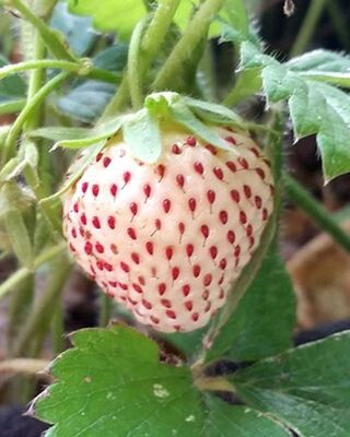 FRAGARİA 'PİNEBERRY'BEYAZ ÇİLEK FİDESİ - 