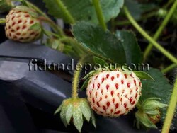 FRAGARİA 'PİNEBERRY'BEYAZ ÇİLEK FİDESİ - 2