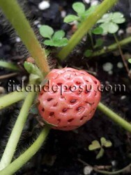 FRAGARİA 'PİNEBERRY'BEYAZ ÇİLEK FİDESİ - 3