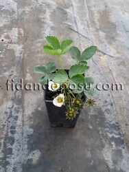 FRAGARİA 'RUBYGEM' ÇİLEK FİDESİ - 3