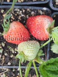 FRAGARİA 'RUBYGEM' ÇİLEK FİDESİ - 1