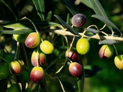 FRANTOİO ZEYTİN FİDANI - 