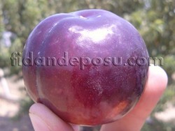FRİAR ERİK FİDANI - 1