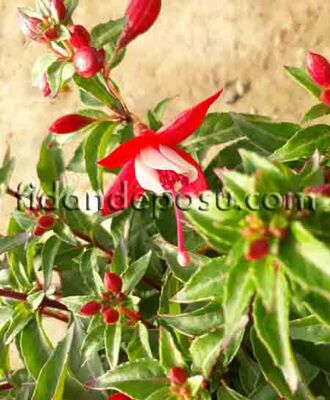 FUCHSIA CULTIVARS (Küpe çiçeği) BİTKİSİ - 