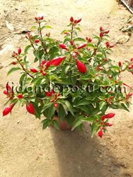 FUCHSIA CULTIVARS (Küpe çiçeği) BİTKİSİ - Thumbnail