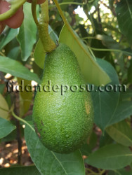FUERTE AVOKADO FİDANI - 1