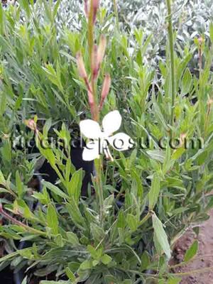 GAURA LINDHEIMERI 'COMPACT WHITE(Beyaz çiçekli Gaura) BİTKİSİ - 