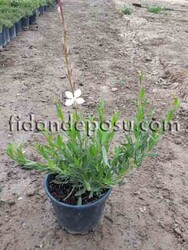 GAURA LINDHEIMERI 'COMPACT WHITE(Beyaz çiçekli Gaura) BİTKİSİ - Thumbnail