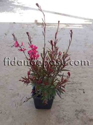 GAURA LINDHEIMERI NANA ROSSEA(Bodur Pembe çiçekli Gaura) BİTKİSİ - 1