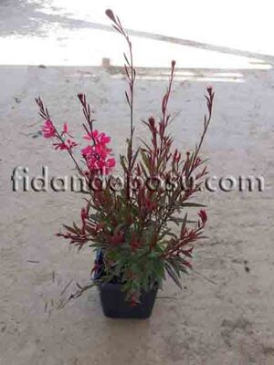 GAURA LINDHEIMERI NANA ROSSEA(Bodur Pembe çiçekli Gaura) BİTKİSİ - 