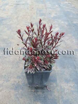 GAURA LINDHEIMERI(Pembe çiçekli Gaura) BİTKİSİ - 