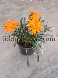 GAZANIA RIGENS(Gazanya) BİTKİSİ - 1