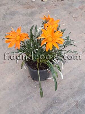 GAZANIA RIGENS(Gazanya) BİTKİSİ - 